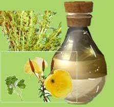 Davana Oil, for Aromatherapy, Medicine Use, Personal Care, Purity : 99.9%