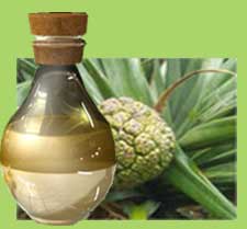 Kewra Oil, Purity : 100 %