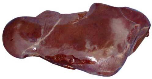 buffalo liver