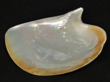 Abalone Shell Products