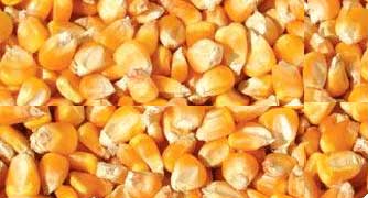 Corn Seeds, Color : Yellow