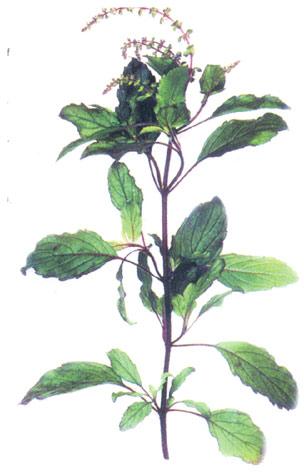 Holy Basil