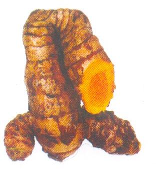 Turmeric