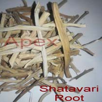 APEX Asparagus Racemosus Roots/Shatawar Roots
