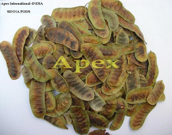 APEX Cassia Angustifolia Pods, Packaging Type : 80/100 kg Bales
