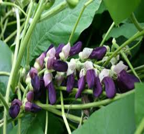 Mucuna Prurience