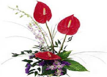 3 Red Anthurium and 5 Orchid Bunch