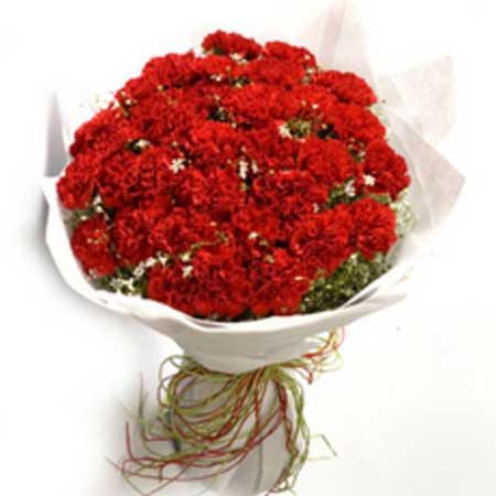 50 Red Carnation Bunch