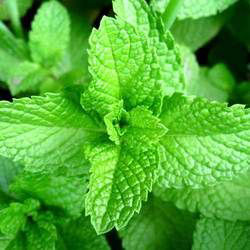 Mint Leaves