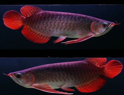 olx arowana fish