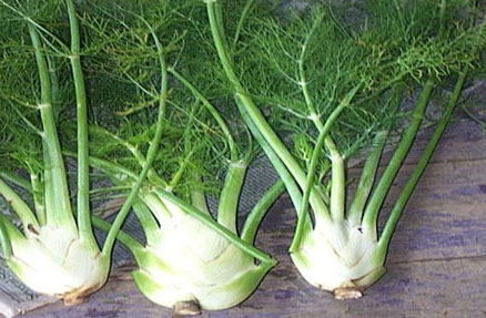 Fennel Roots