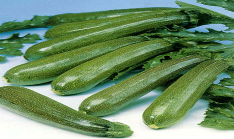 Fresh Green Zucchini