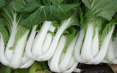 Fresh Pak Choi