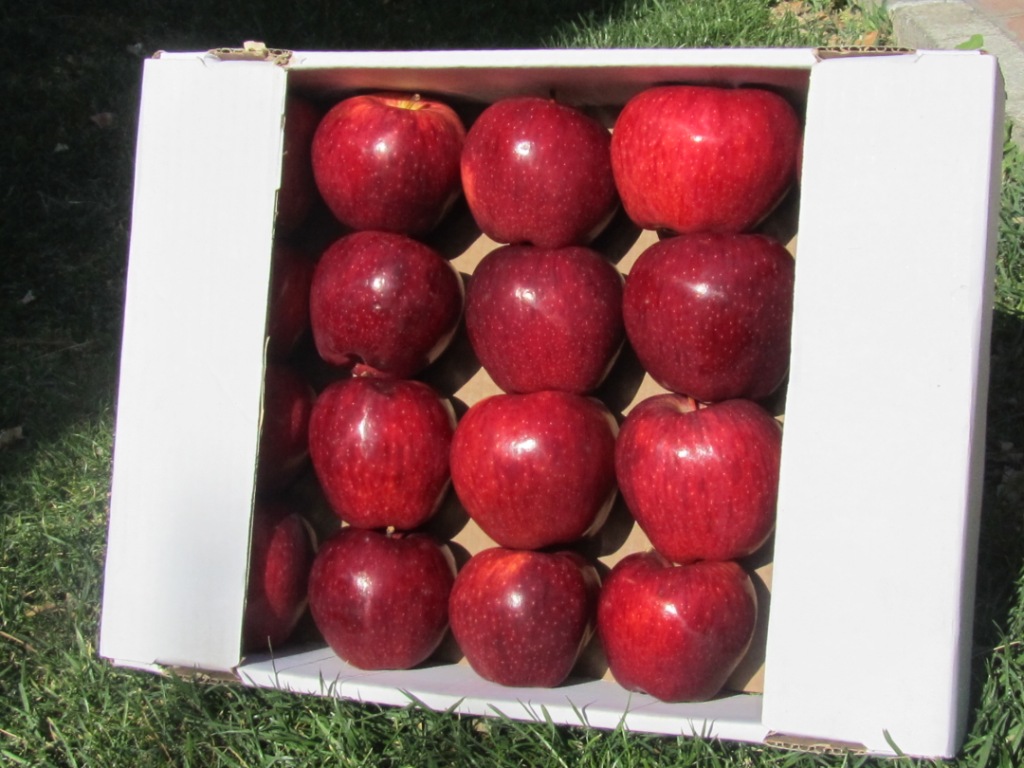 Buy Fresh Apple From Ofoq Tejarat Hami Iran Islamic Republic Of Id