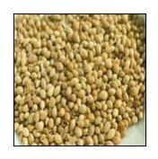 coriander seeds