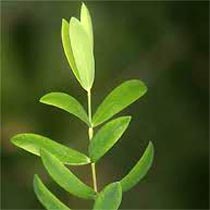 Tea Tree Essential Oil