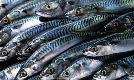 Mackerel Fishes