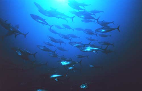 Tuna Fishes