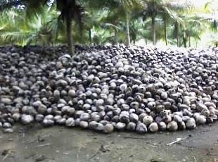 Husked coconuts
