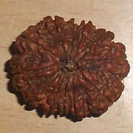 12 mukhi rudraksha