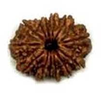 Natural Wood Beads 13 Mukhi Rudraksha, for Religious, Variety : 1-5Mukhi, 5-10Mukhi