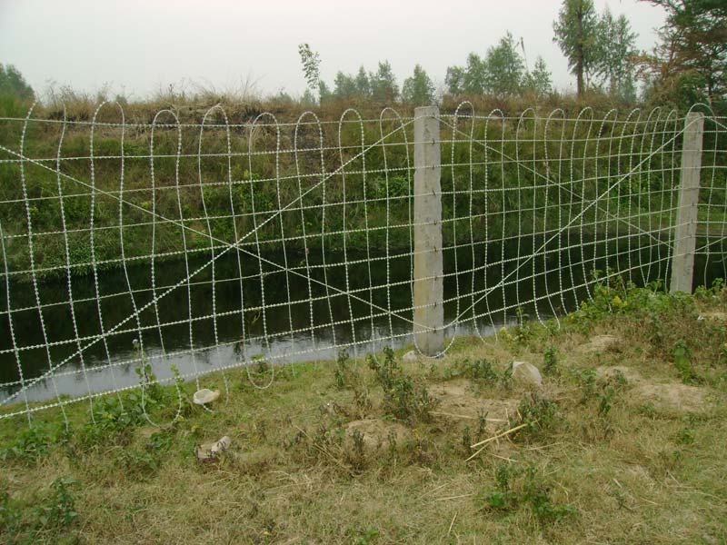 Zonate Galvanized Razor Wire Mesh Fencing, Razor Type : 12 M.M.