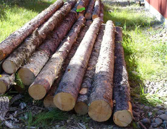 Pine Wood Logs