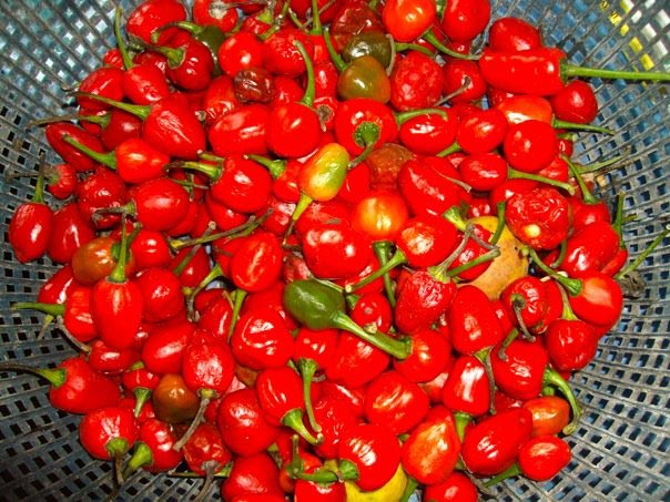 Cherry Pepper Dalle Khursani