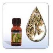 Dill Seed Oil