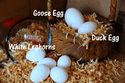 Day Old Chicks,Fertilized Eggsm,Frozen Chicken
