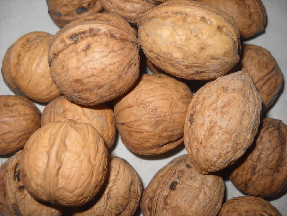 Walnut Kernels