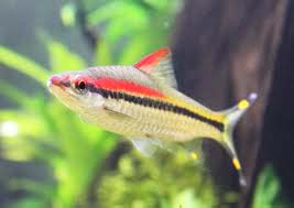 Denisonii Fish