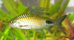 Puntius Filamentosus Fish