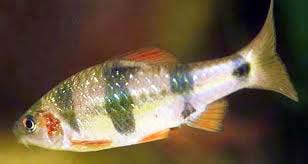 Puntius Fish