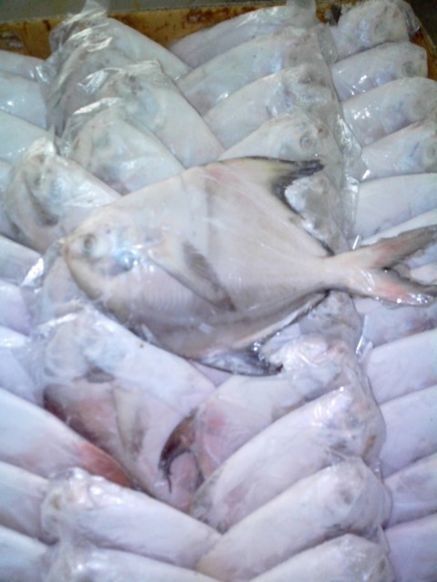 Silver Pomfret