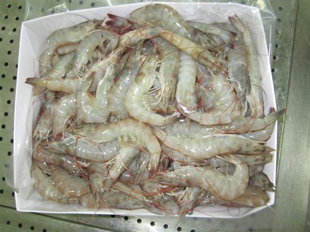 MFL Vannamei Shrimps