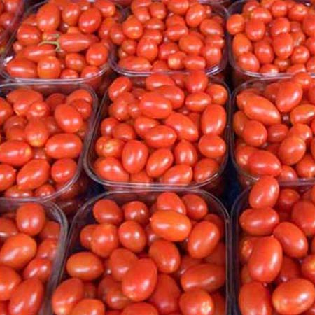 fresh tomatoes