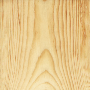Loblolly pine wood