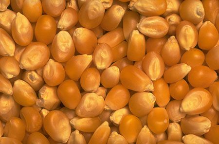 Cameroon Yellow Corn