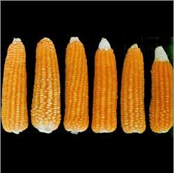 Quality Sweet Yellow Corn