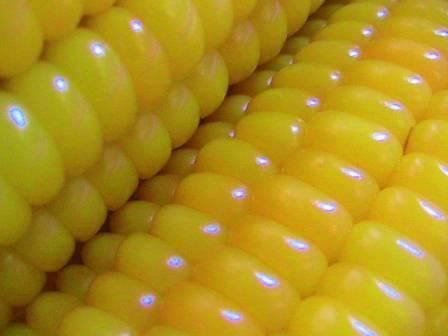 Sweet Yellow Corn, White Corn