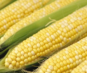 Sweet Yellow Maize Seed