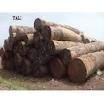 Iroko Round Logs For Sale