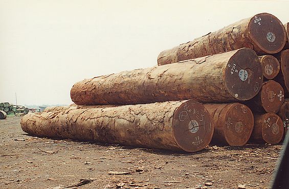 Padouk,Azobe,Tali,Ayous For Sale