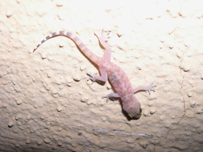 Reptile Of Different Species