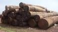 Sapeli Round Logs