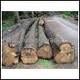 Sawn Timber For Sale