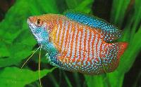 freshwater tropical fish