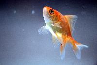 Gold fishes, for Cooking, Food, Human Consumption, Making Medicine, Making Oil, Feature : Eco-Friendly