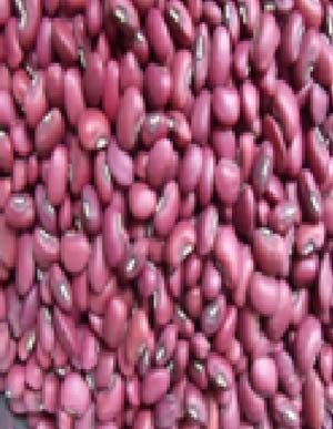 Red Cowpea